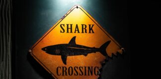 لماذا تهاجم أسماك القرش الإنسان؟.. دراسة تحل اللغز