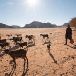 الصليب الأحمر: الصراع الليبي يضعف قدرة المزارع في البلاد