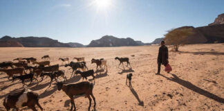 الصليب الأحمر: الصراع الليبي يضعف قدرة المزارع في البلاد