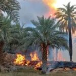 حريق يلتهم 800 نخلة ببلدية زلة