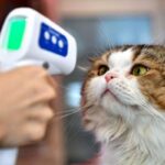 باحثون يؤكدون إمكانية انتقال فيروس كورونا من القطط إلى البشر