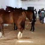 مزاد لبيع الخيول بمدينة مصراتة