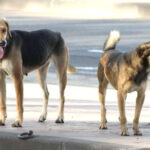 حملات موسعة للقضاء على الكلاب الضالة بمدينة بنغازي