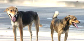 حملات موسعة للقضاء على الكلاب الضالة بمدينة بنغازي