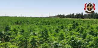 النيابة العامة ترفع دعوى جنائية بحق زارعي النباتات المخدرة بسبها