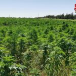 داخلية الحكومة الليبية تضبط 100 هكتار حشيش في مزرعة بسبها