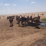 جهاز النهر الصناعي يعلن تعرض أحد المحطات بمنظومة القرضابية السدادة لاعتداءٍ